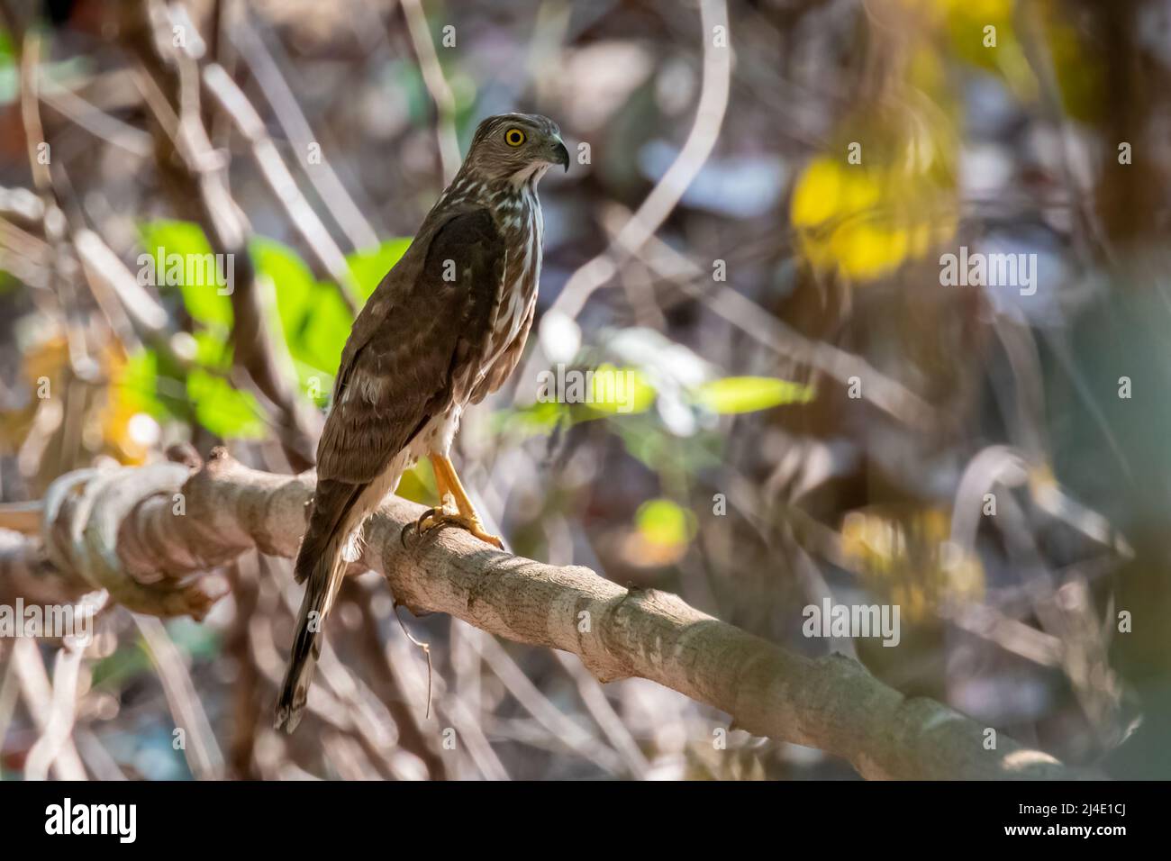 Image of Shikra Bird ( Accipiter badius) on a tree branch on nature background. Hawk. Animals. Stock Photo