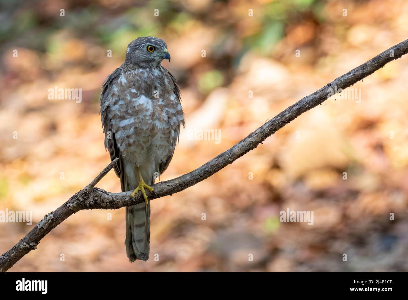 Image of Shikra Bird ( Accipiter badius) on a tree branch on nature background. Hawk. Animals. Stock Photo