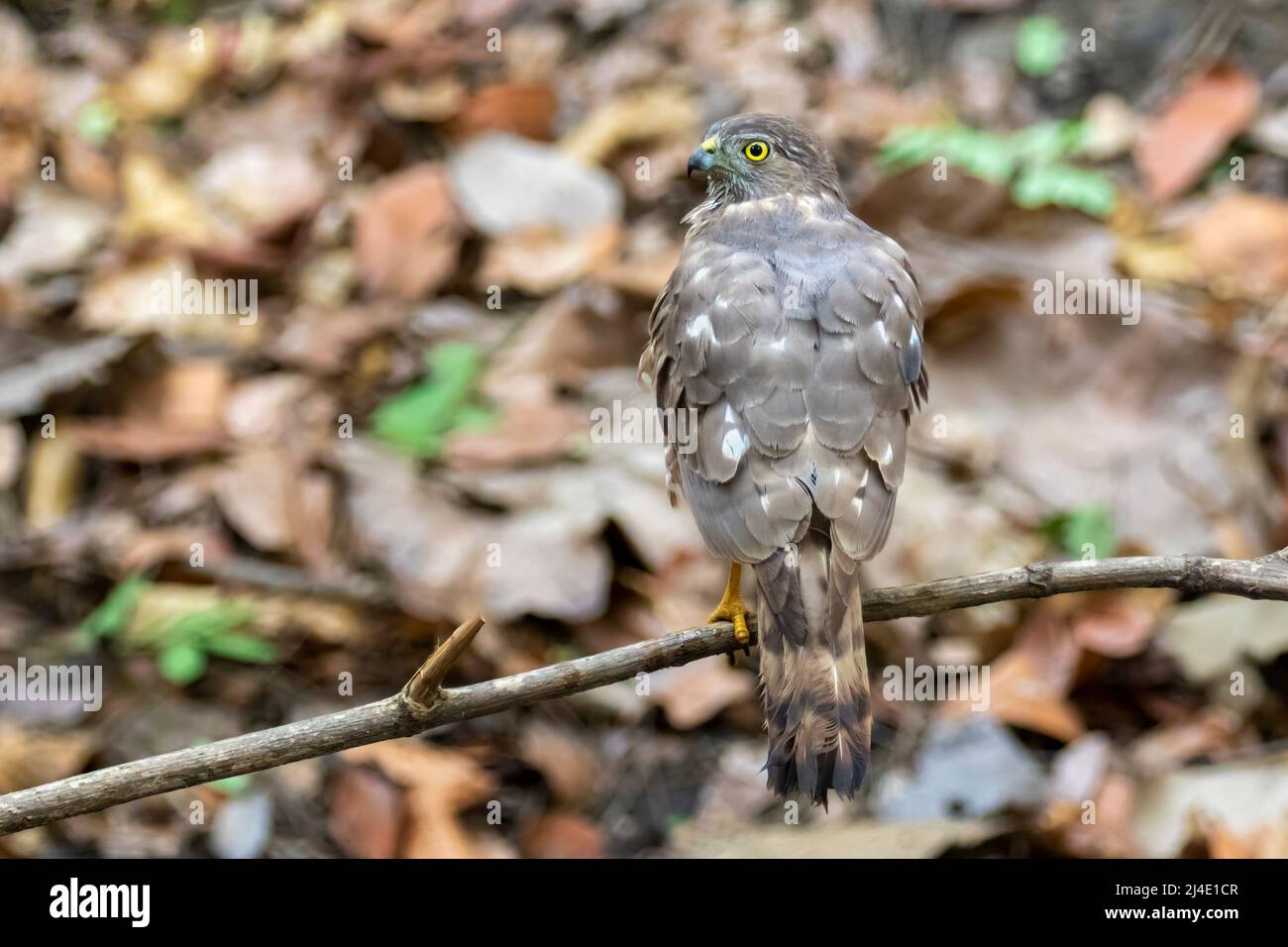 Image of Shikra Bird ( Accipiter badius) on a tree branch on nature background. Hawk. Animals. Stock Photo