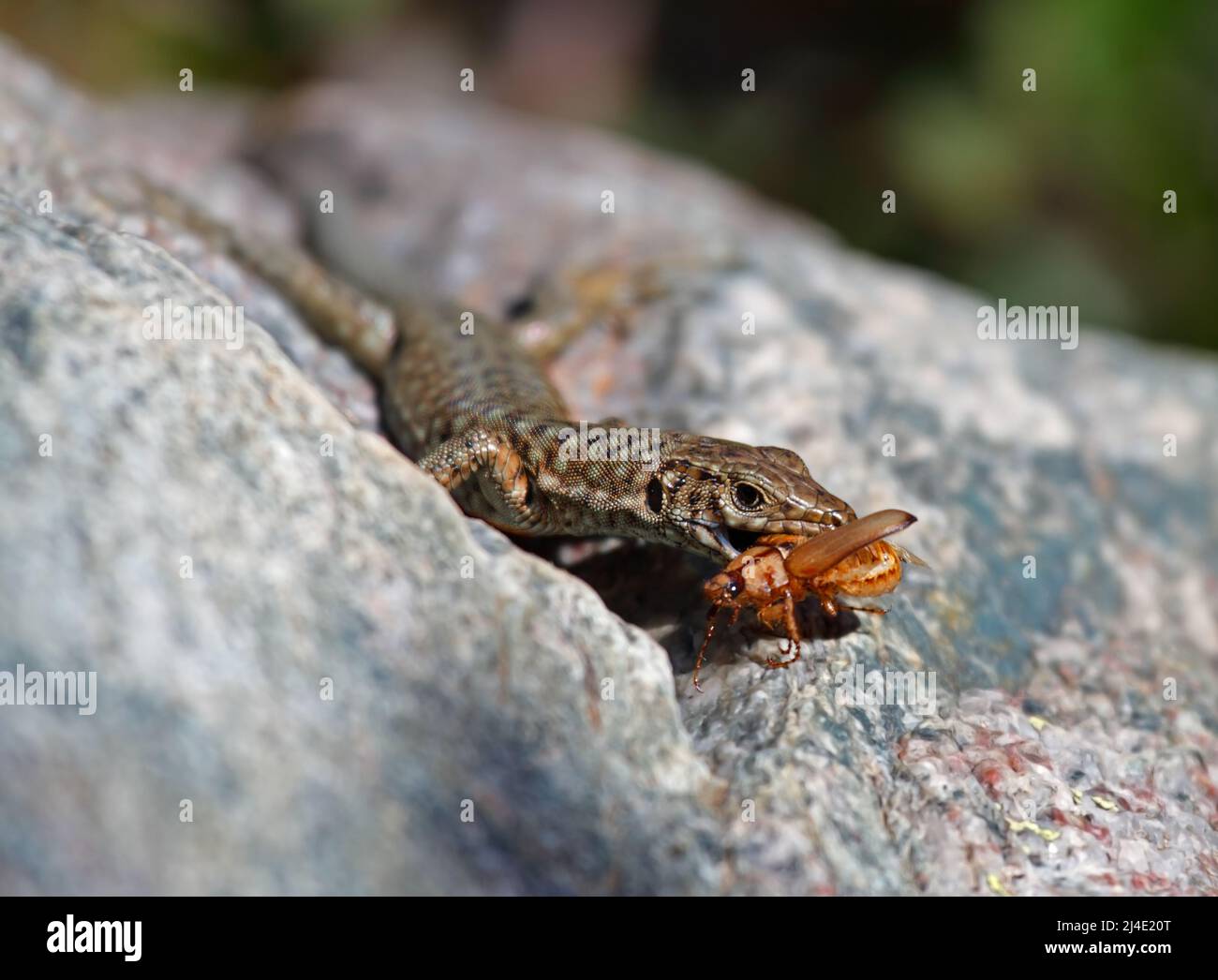 Tyrrhenian wall lizard eating a bug on Corsica, France Stock Photo