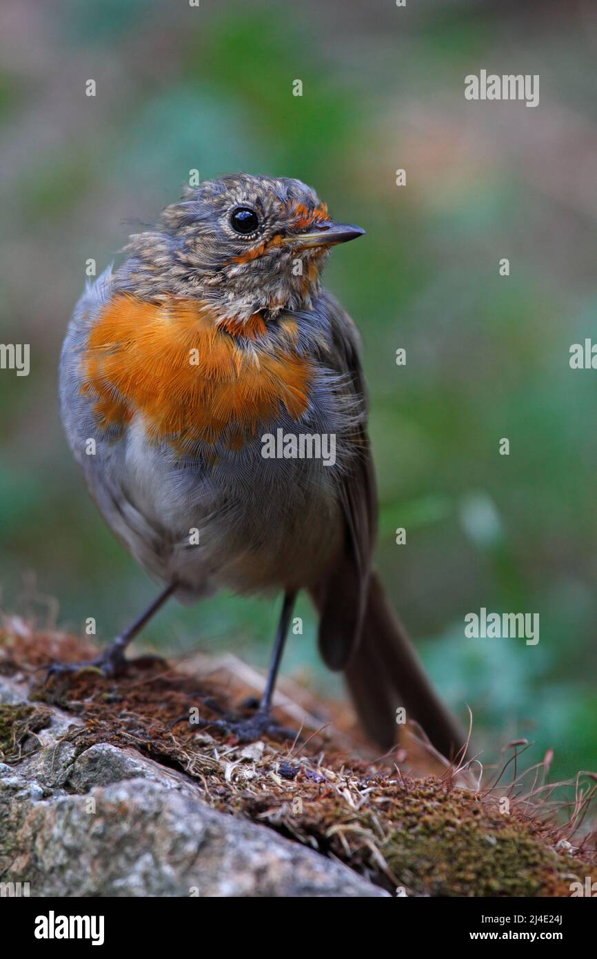 baby red robin with green background on Corsica, France Stock Photo - Alamy