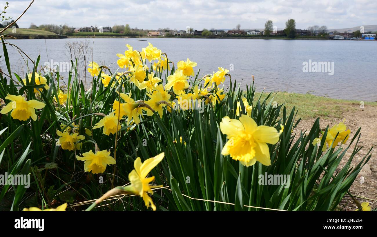 Daffodils at lake Stock Photo