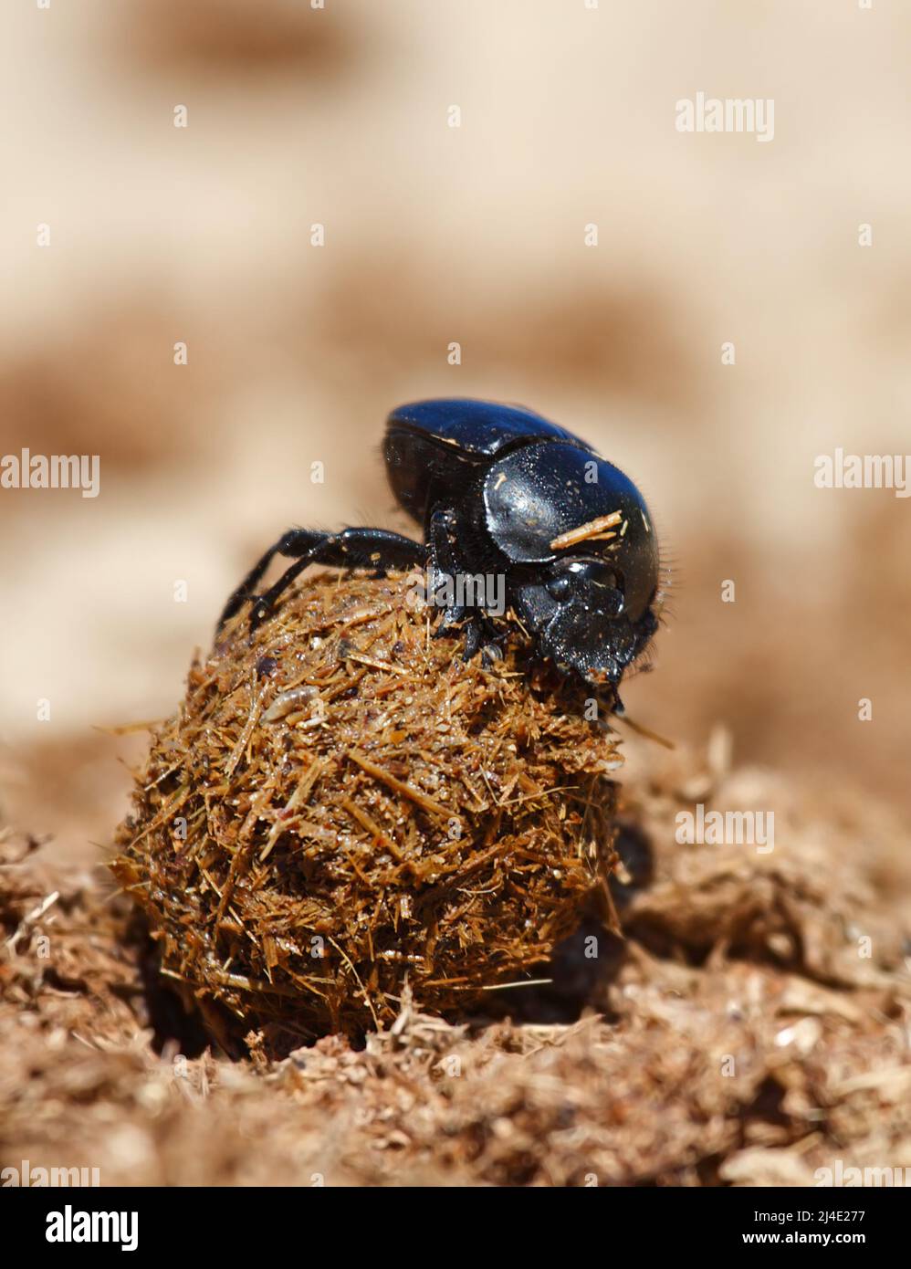 sacred scarab at work rolling a dung ball Stock Photo
