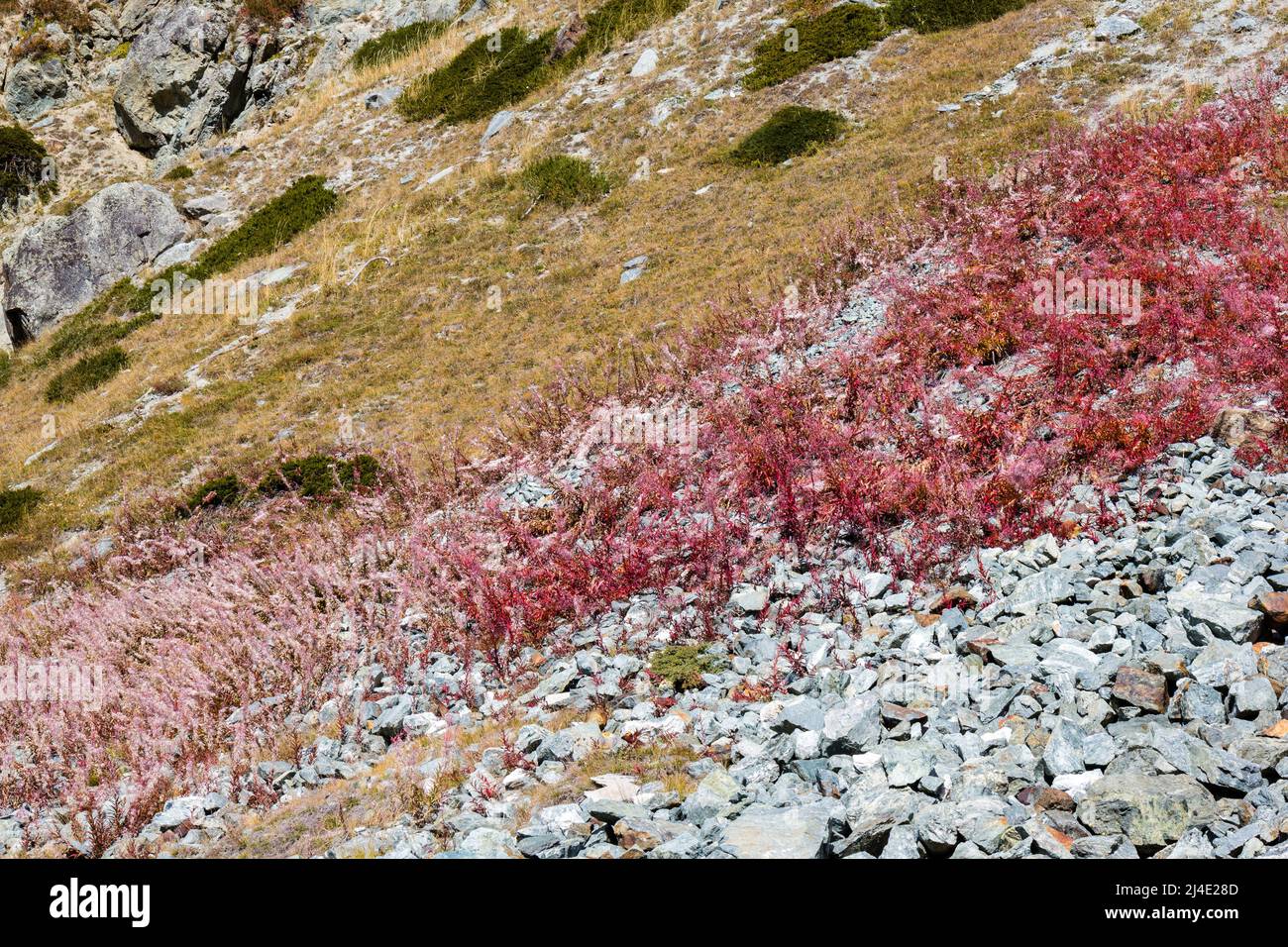 Alps mountain slope with colorful vegetations and fireweed in autumn red Stock Photo