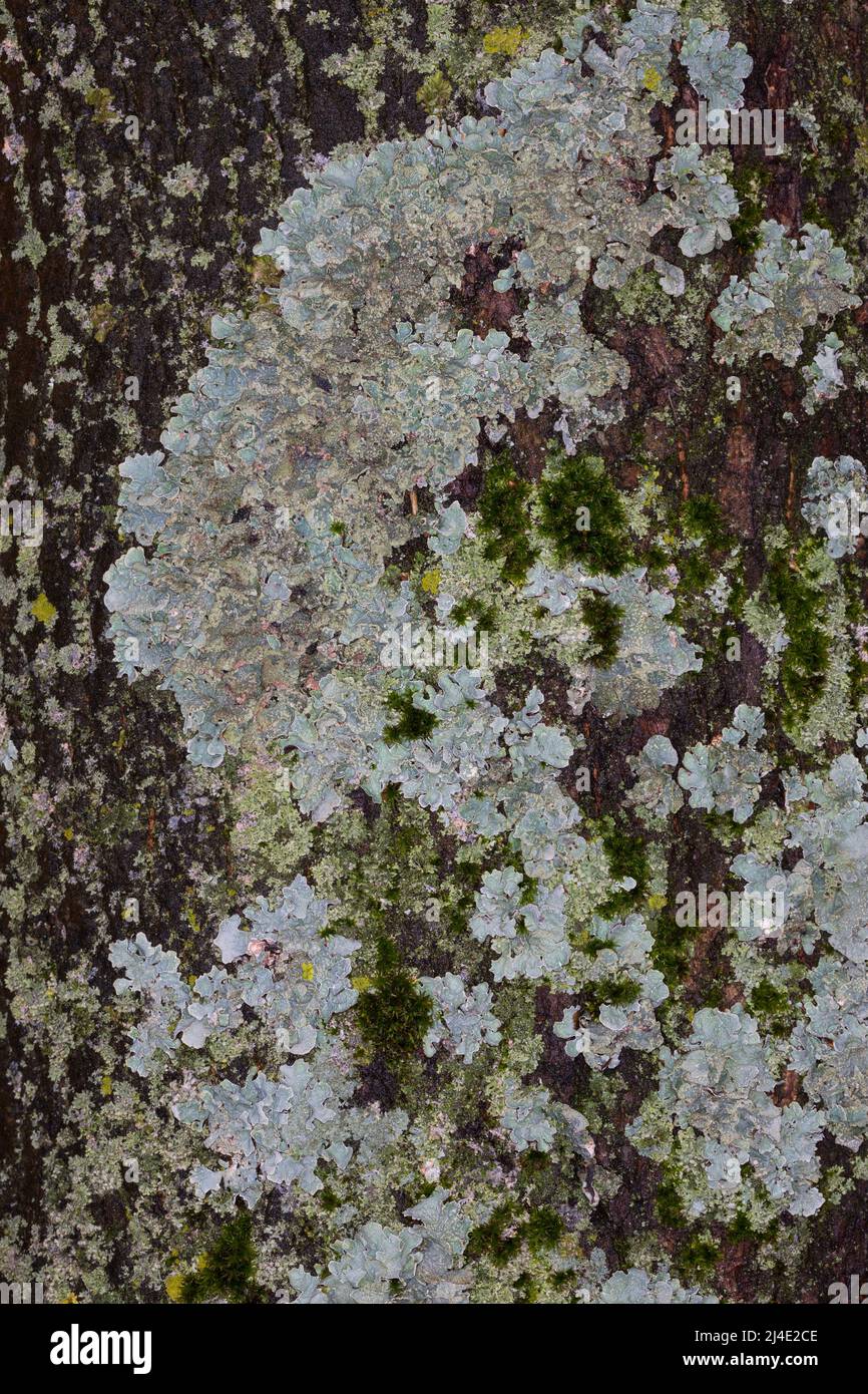 Sulcatflechte, Furchen-Schüsselflechte, auf der Rinde eines Stadtbaumes, Parmelia sulcata, Parmelia saxatilis var. sulcata, hammered shield lichen, cr Stock Photo