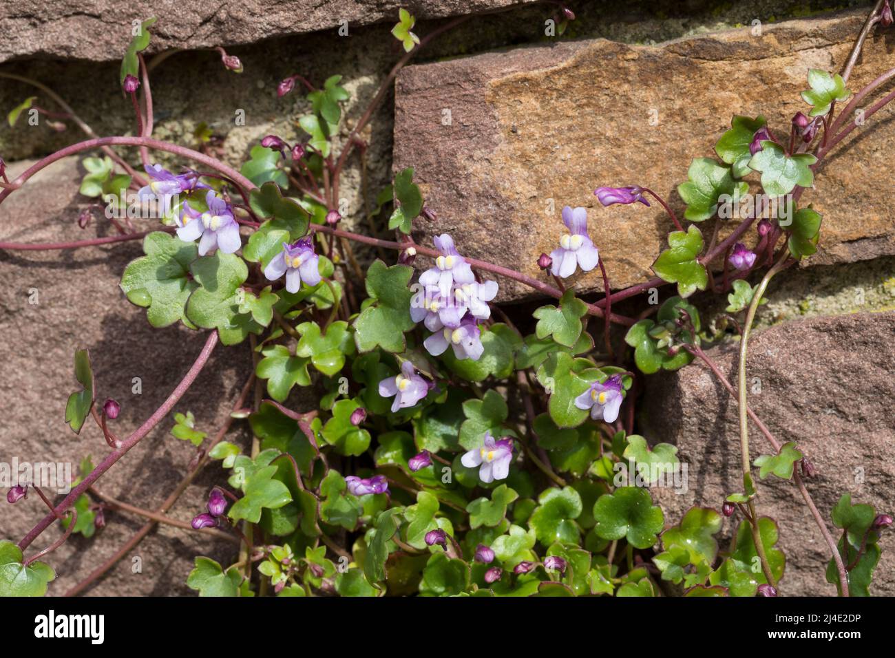 Zimbelkraut, Zymbelkraut, Mauer-Zimbelkraut, in den Ritzen einer Mauer, Cymbalaria muralis, Linaria cymbalaria, Ivy-leaved toadflax, Kenilworth Ivy, c Stock Photo