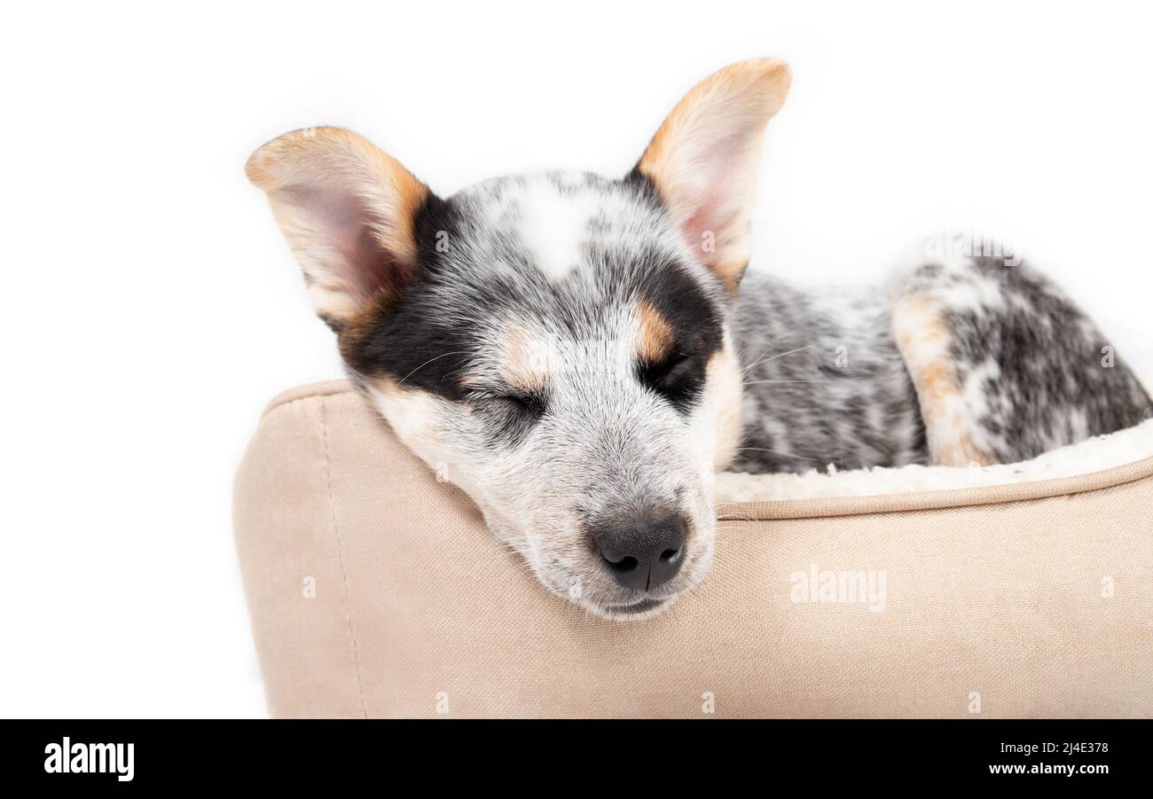 Little sleeping puppy in a doggy bed while facing the camera. Cute puppy dog taking a break. Black and white 9 week old blue heeler puppy or Australia Stock Photo