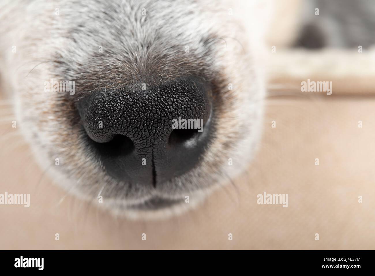 Close up of black puppy nose while sleeping in a dog bed. Cute 9 week old male blue heeler puppy dog is exhausted after playing. Tranquil scene. Selec Stock Photo