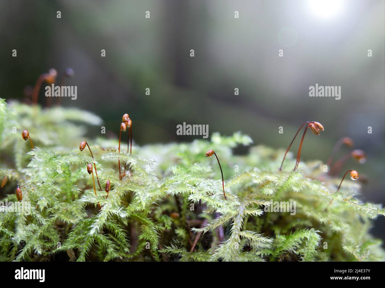Macro of moos on forest ground with sunrays. Forest floor backdrop or understory vegetation background. Copper-wire moss growing on tree log in North Stock Photo