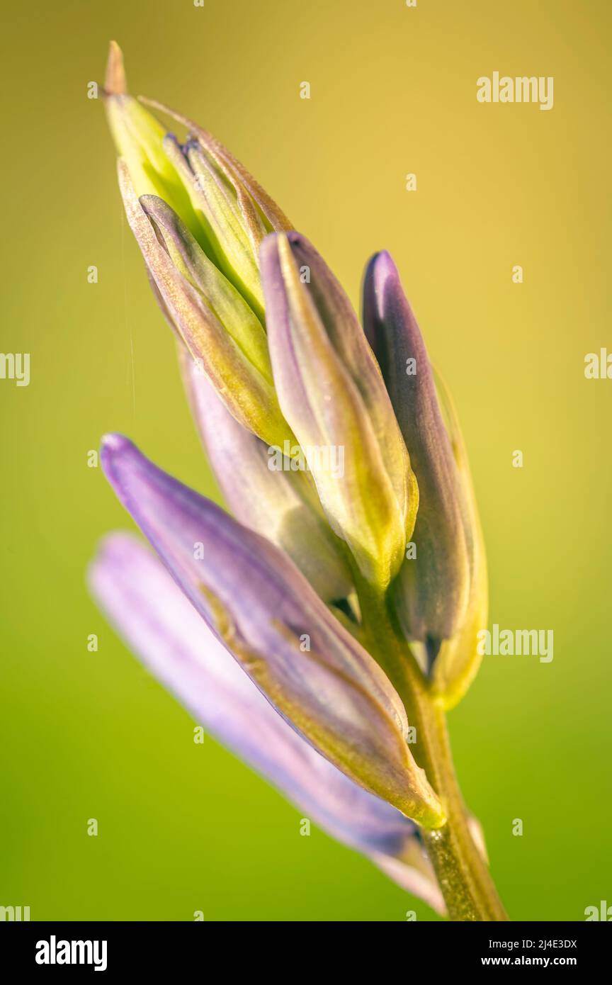 Beautiful Bluebells in the morning, early spring in England, closeup photo Stock Photo