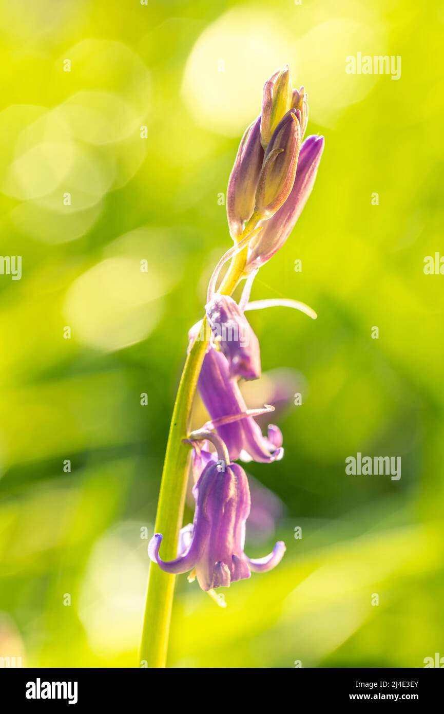 Beautiful Bluebells in the morning, early spring in England, closeup photo Stock Photo