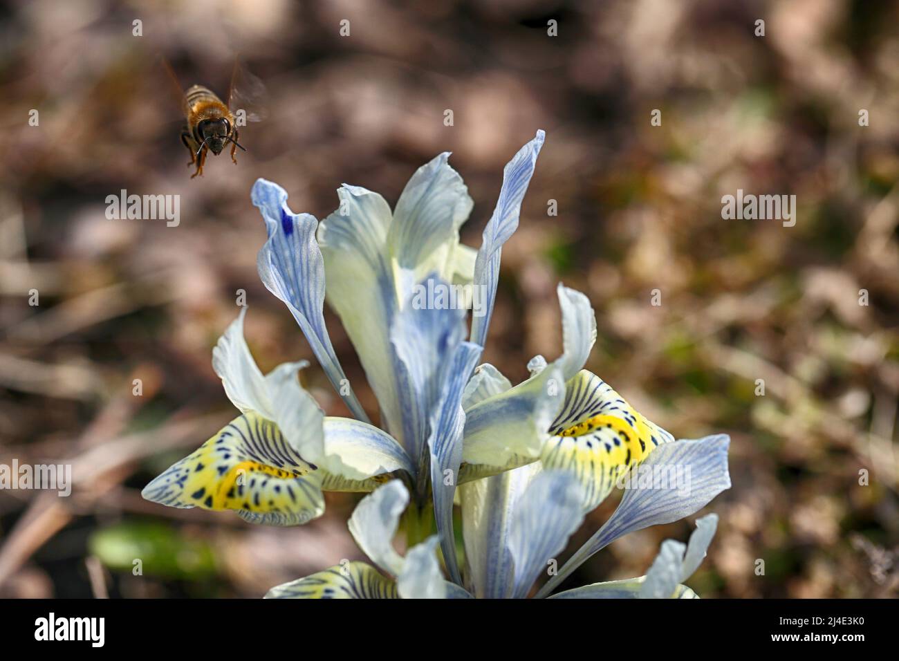 spring iris flowers with bee Stock Photo Alamy