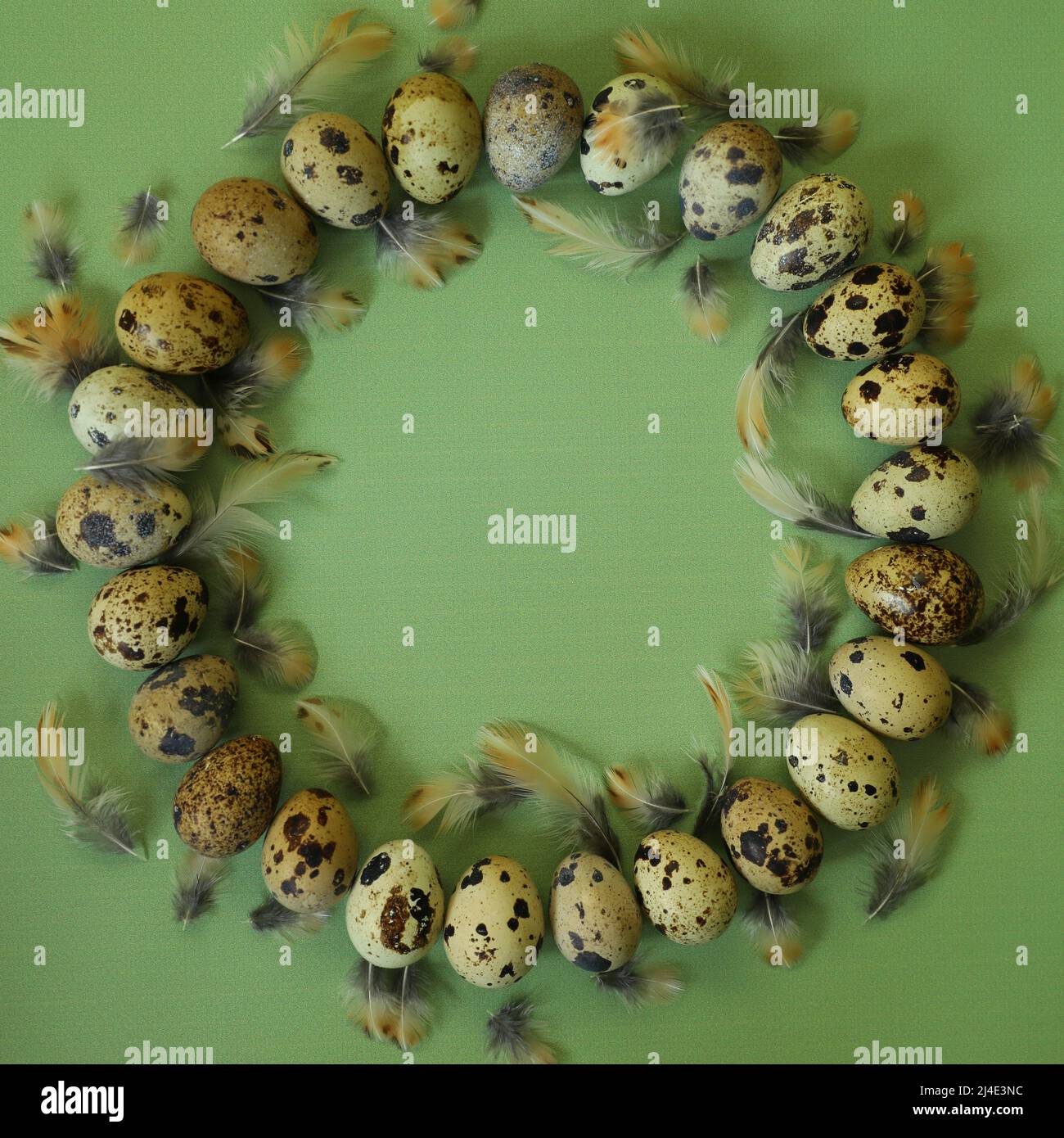 quail eggs on green background Stock Photo