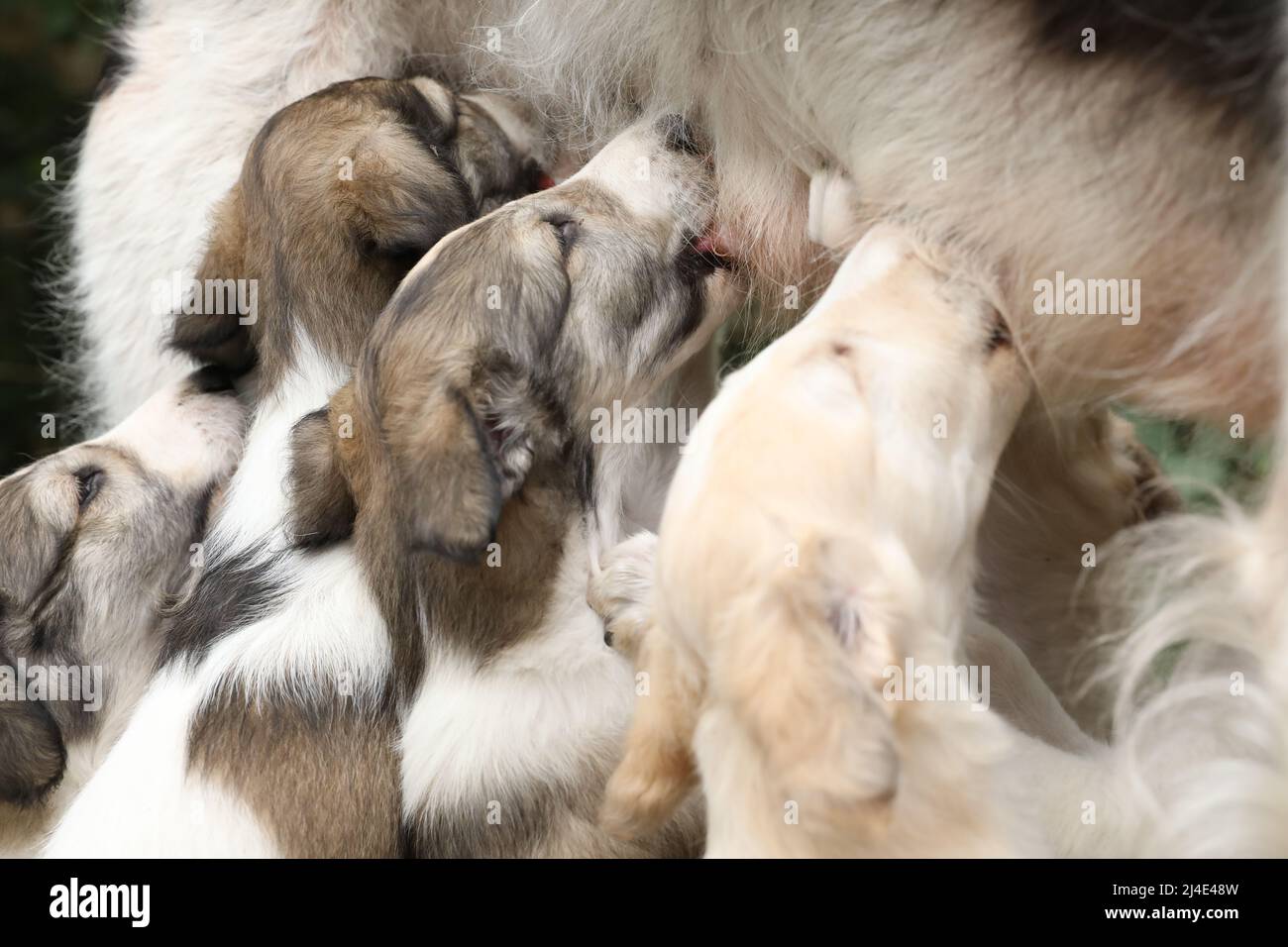 borzoi puppy with mom Stock Photo