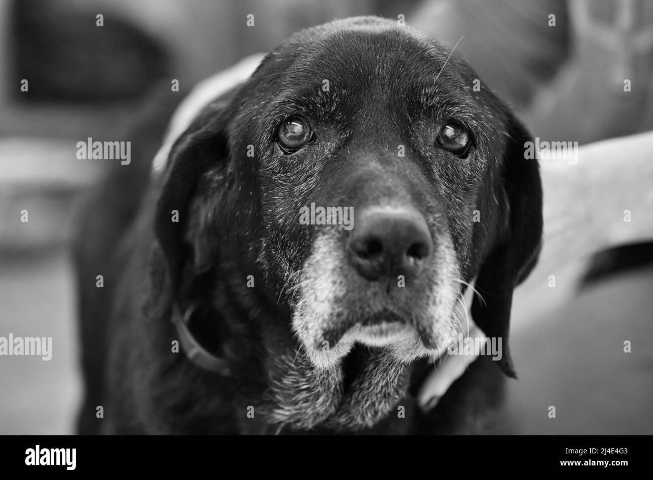 very old dog with sad eyes Stock Photo Alamy