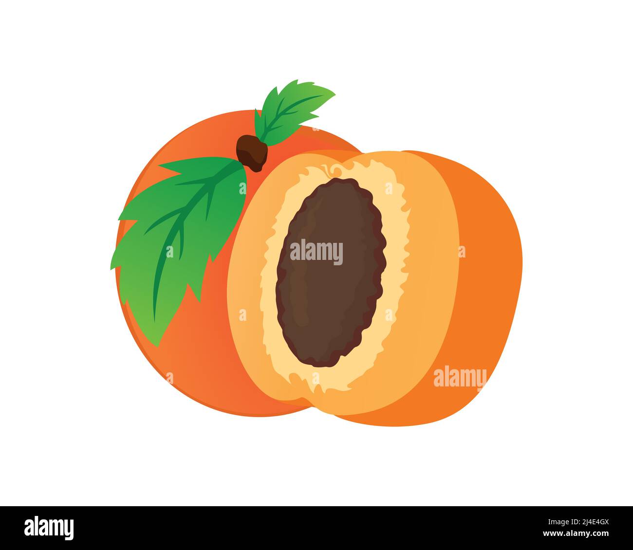Detailed Apricot with the Slice Illustration Vector Stock Vector