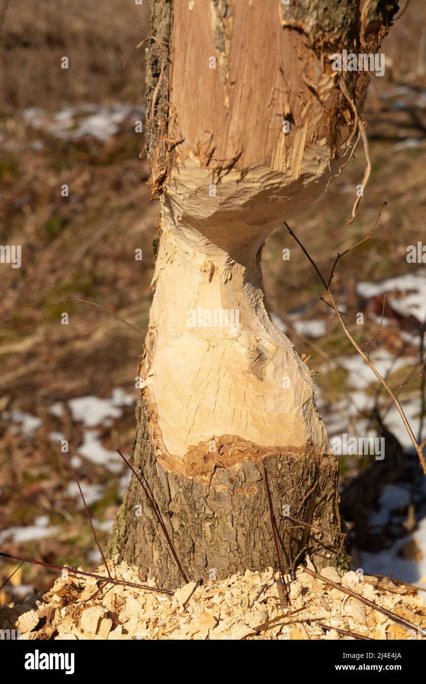 Beaver chewing down a tree. Beavers destruction in Belarus. The beaver