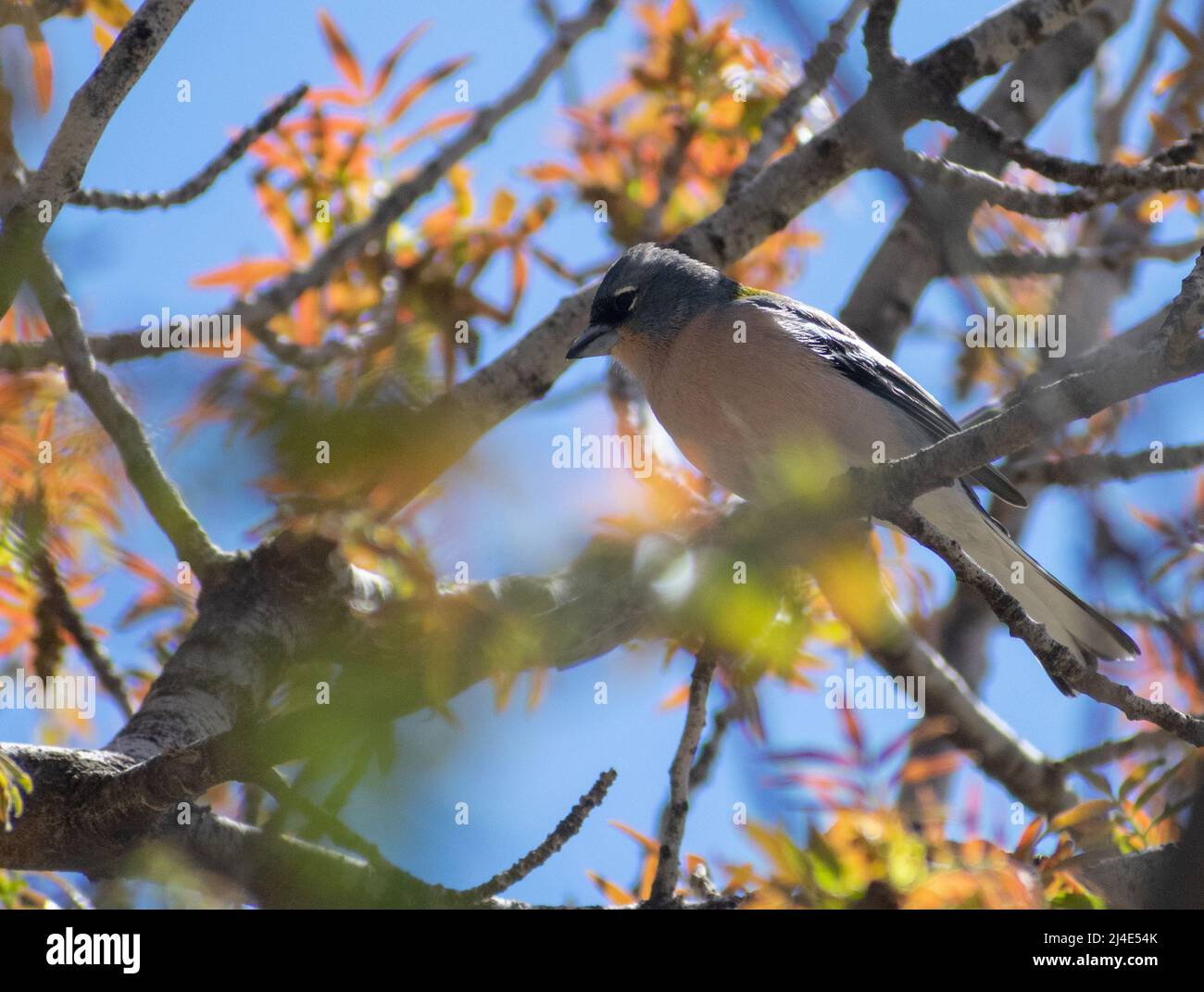 Close-up shot of Male African Chaffinch (Fringilla coelebs) Stock Photo