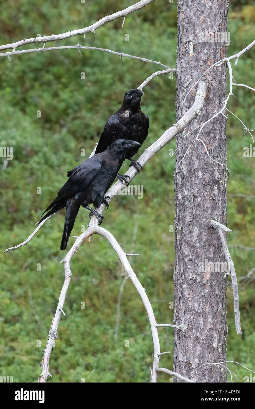 common raven Stock Photo