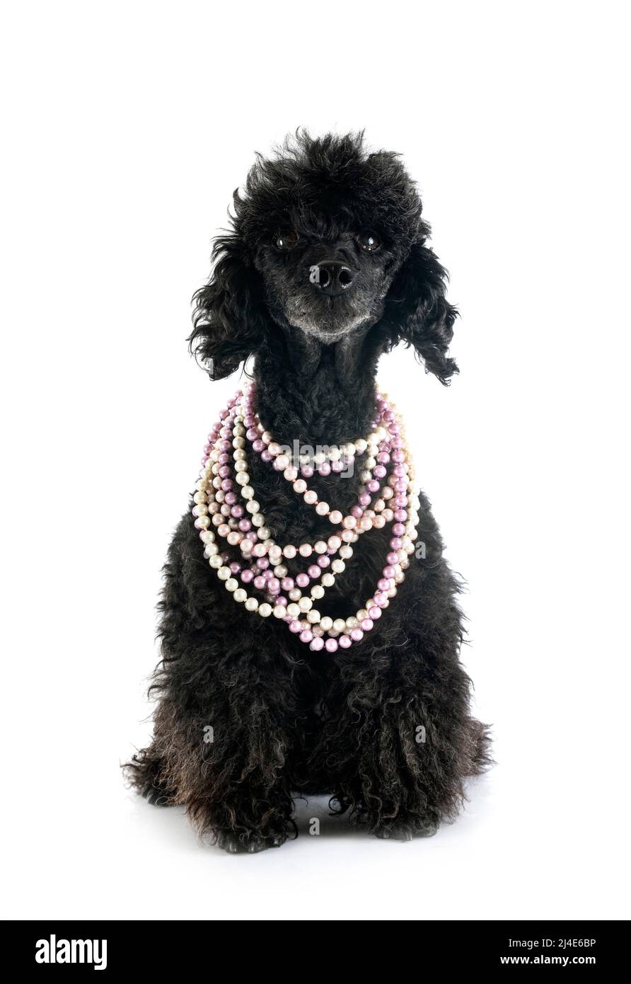 black poodle in front of white background Stock Photo - Alamy