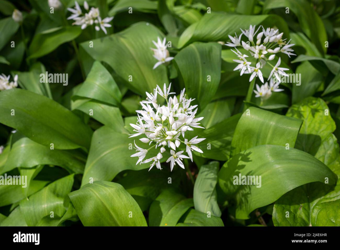 Flowering wild garlic, close up. Stock Photo