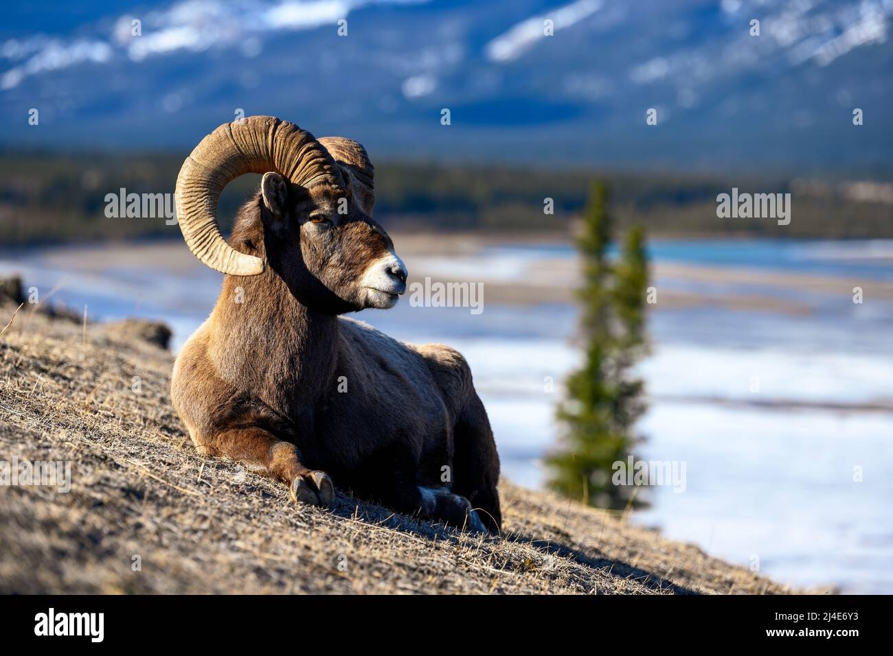 A ram bighorn sheep (Ovis canadensis) in Jasper National Park, Alberta ...