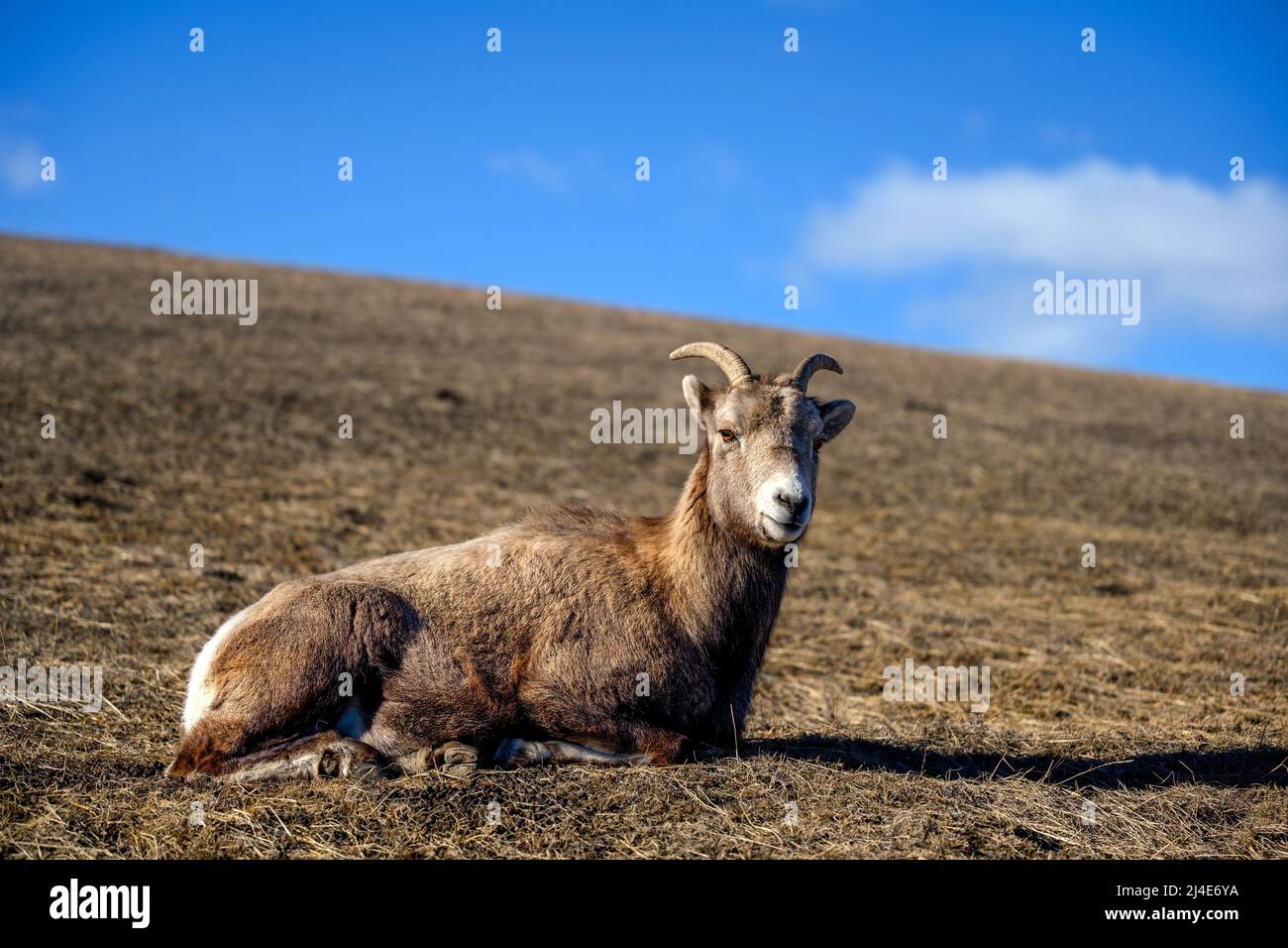A ram bighorn sheep (Ovis canadensis) in Jasper National Park, Alberta ...