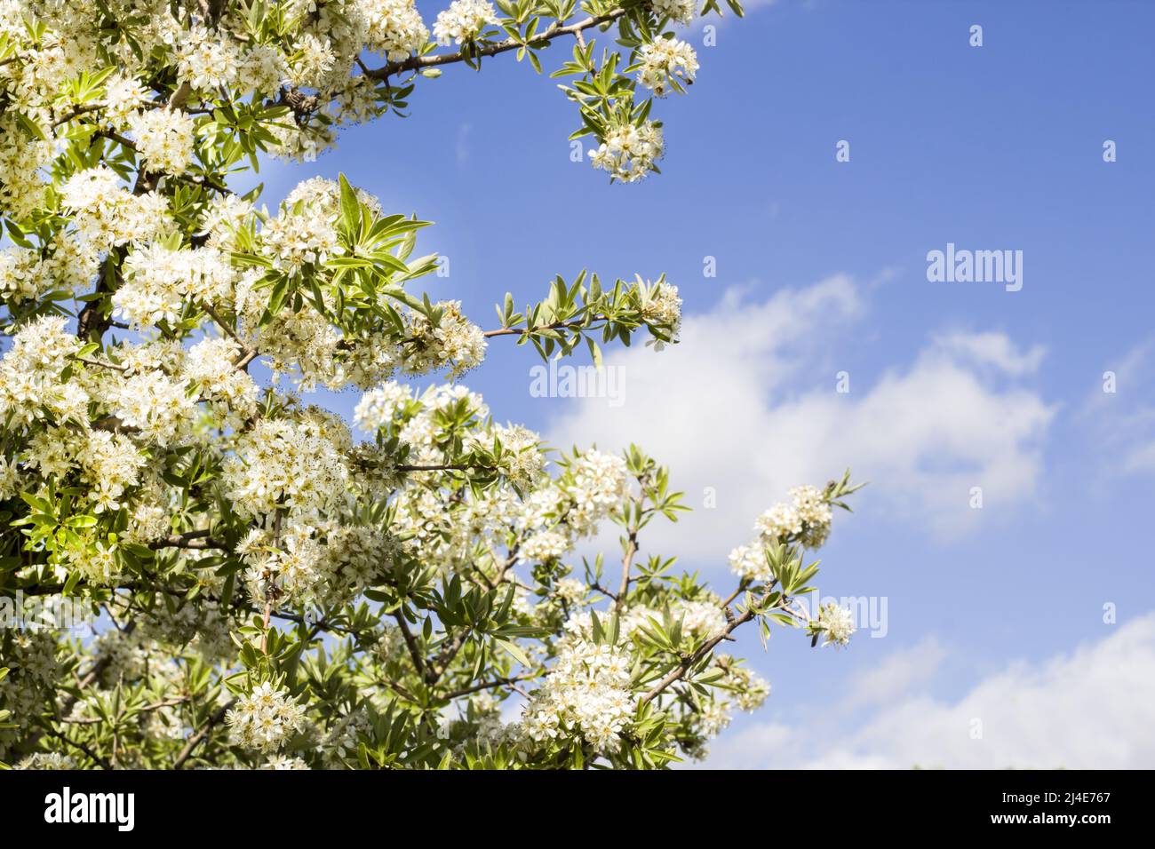 Fruit tree white color blooming with green leaves in spring on blue sky