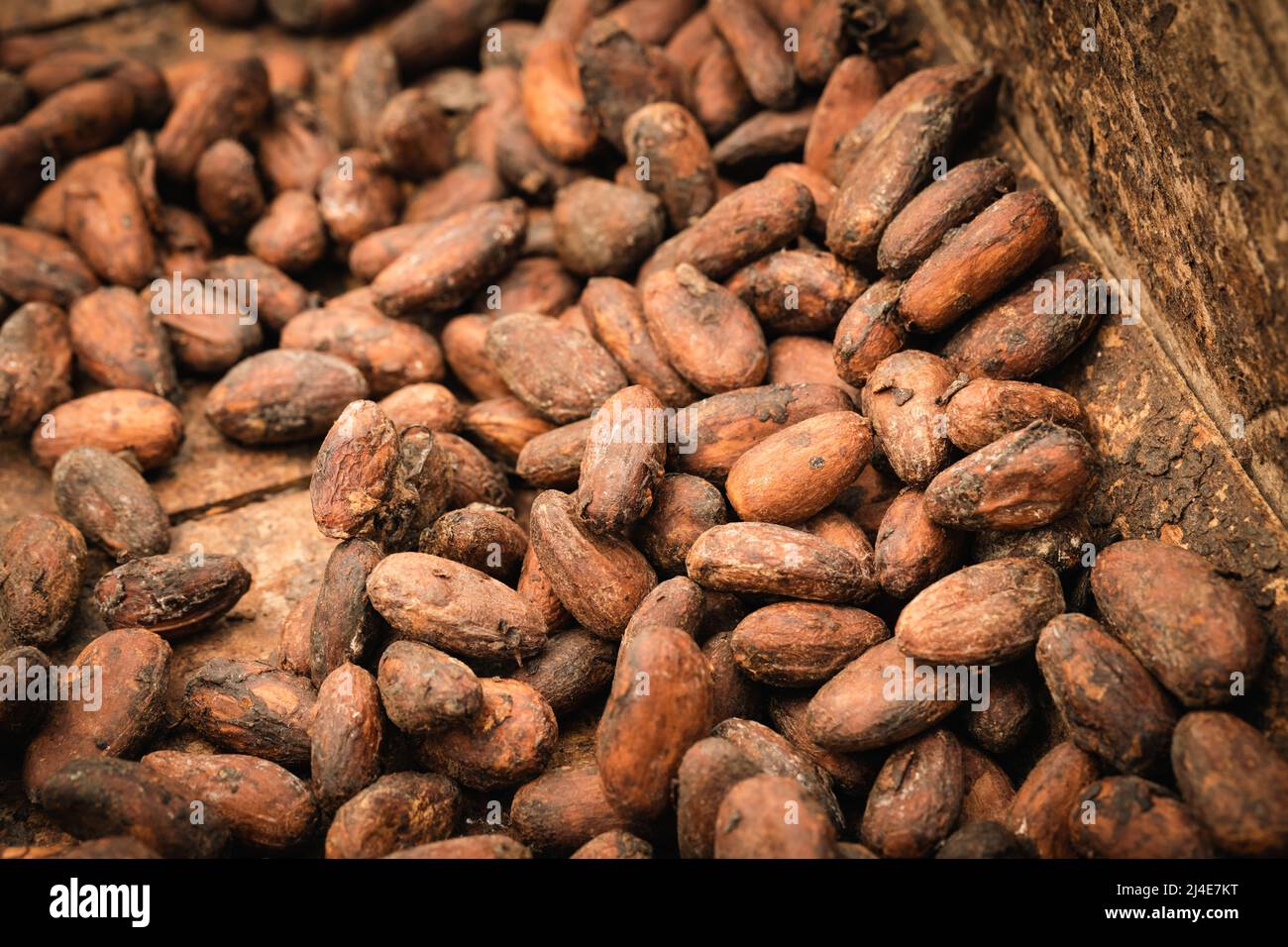Drying cocoa seeds, Ecological, natural method of obtaining cocoa Stock Photo Alamy