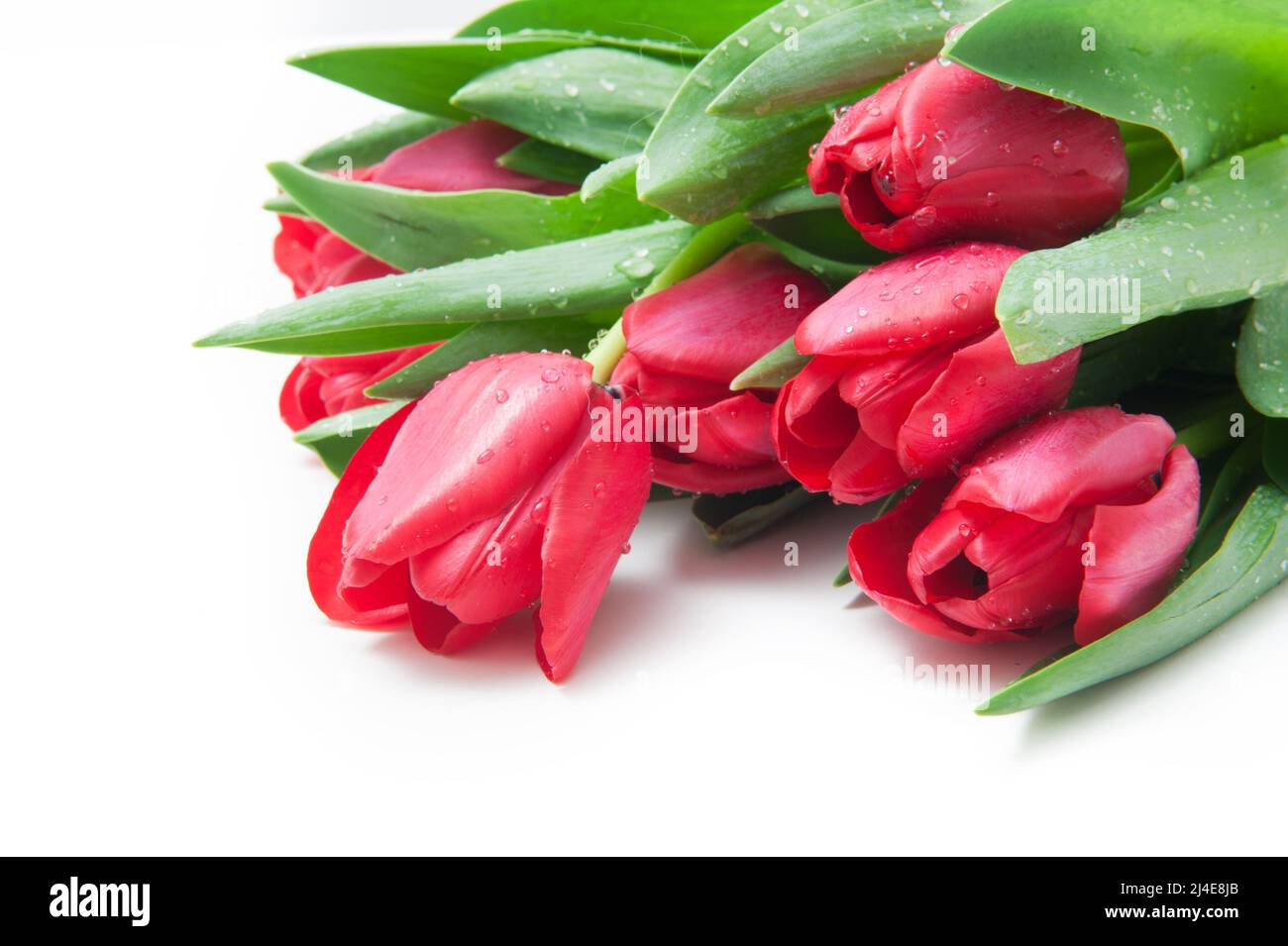 Bouquet of red tulips on a white background Stock Photo - Alamy