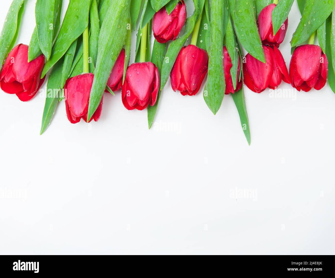 Bouquet of red tulips on a white background Stock Photo - Alamy