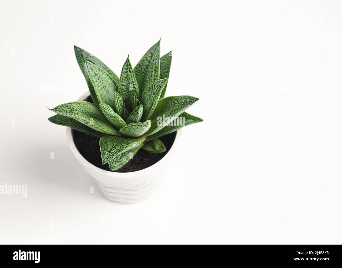 Houseplant succulent gasteria tiga in a light pot on a white background with copy space, home gardening and connecting with nature concept Stock Photo