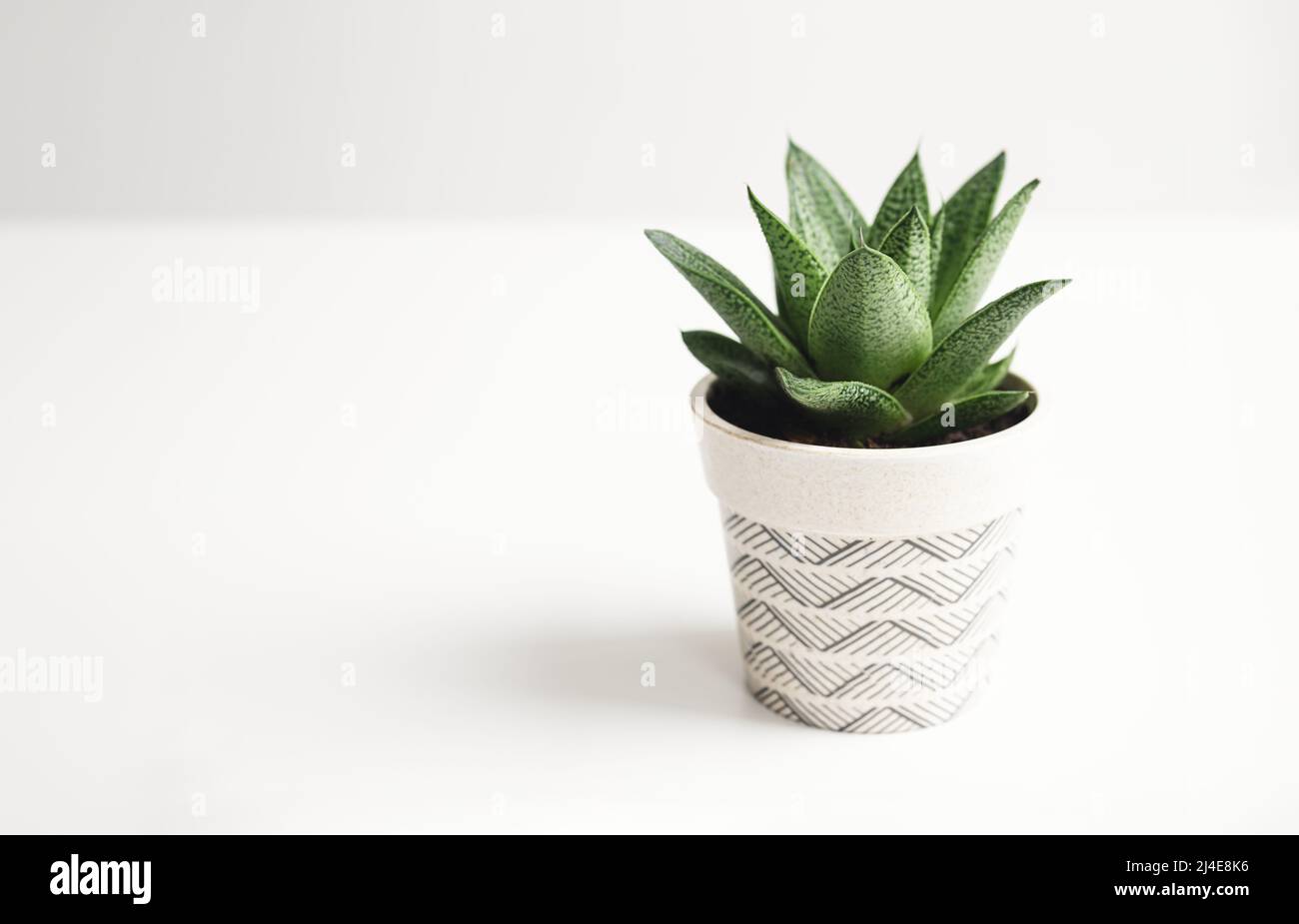 Houseplant succulent on a white background with copy space, home gardening and connecting with nature concept Stock Photo