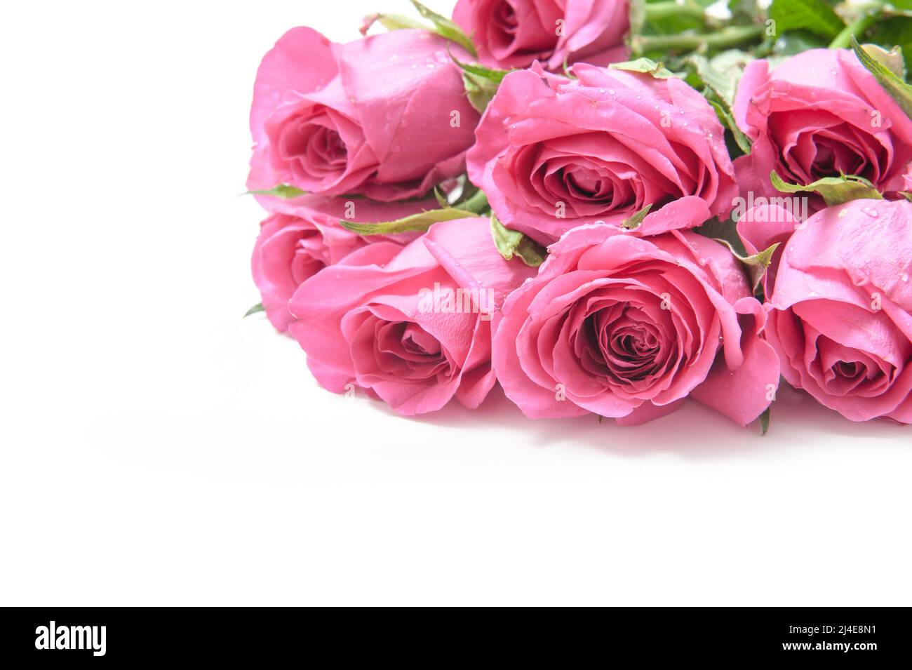 Bouquet of pink roses on a white background Stock Photo - Alamy