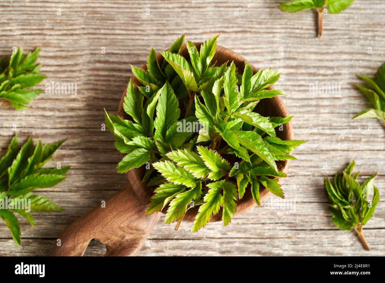 Fresh young ground elder or Aegopodium podagraria leaves collected in early spring on a spoon, top view Stock Photo