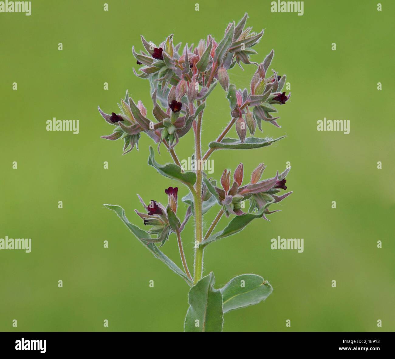 Blooming plant of Monkswort with dark red flowers, on a meadow. Nonea pulla Stock Photo