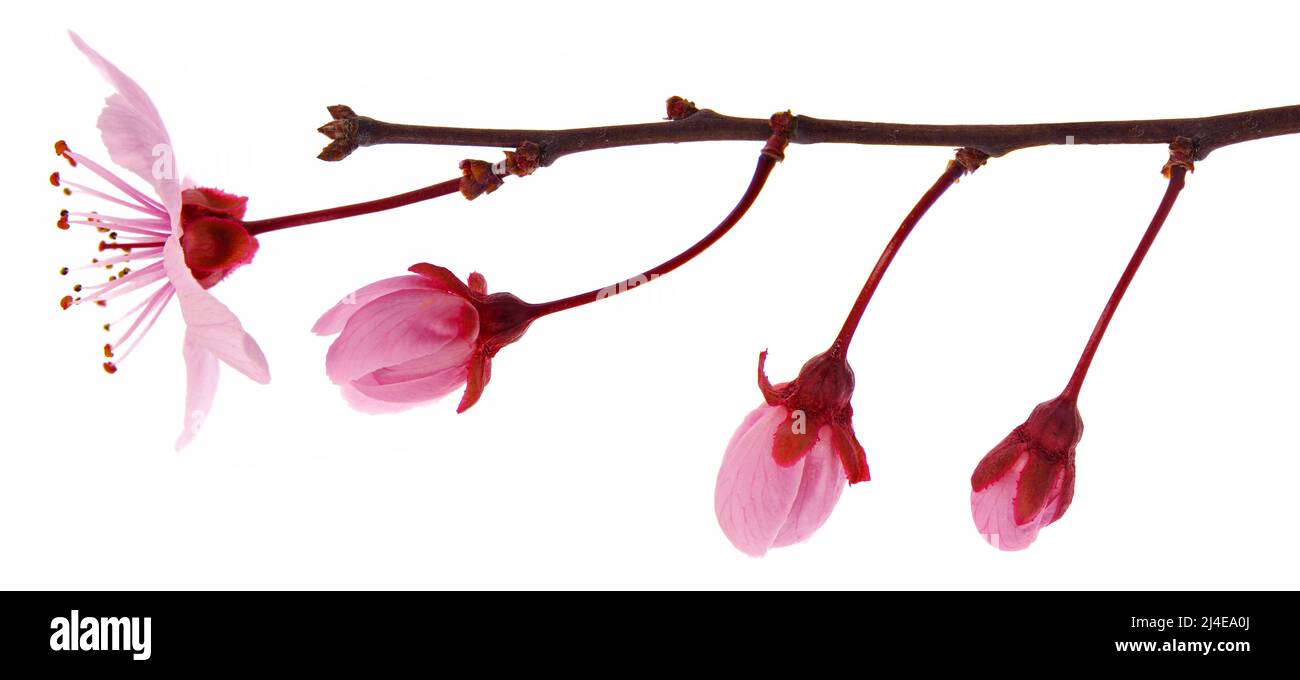 Pink cherry blossom branch in spring, isolated on white Stock Photo - Alamy