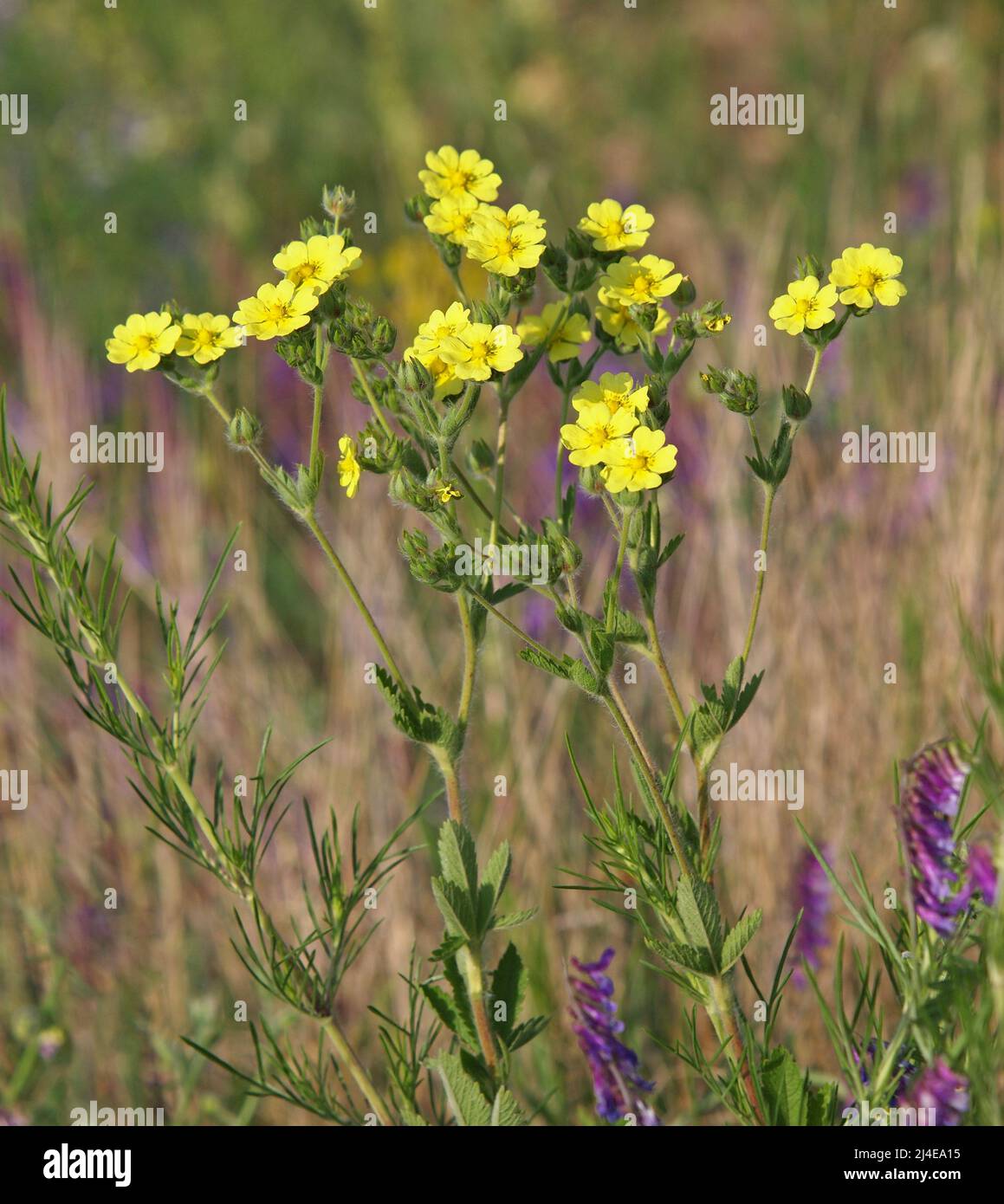 Wild Sulphur cinquefoil blooming plant, Potentilla recta Stock Photo