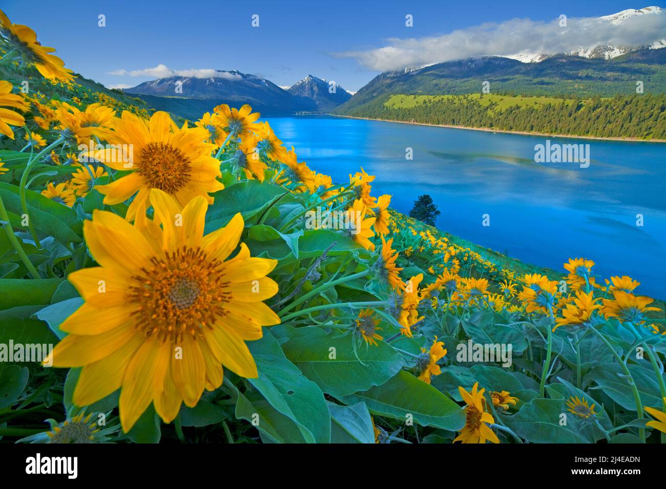 Balsam root blooms on the moraines of Wallowa Lake and the Wallowa ...