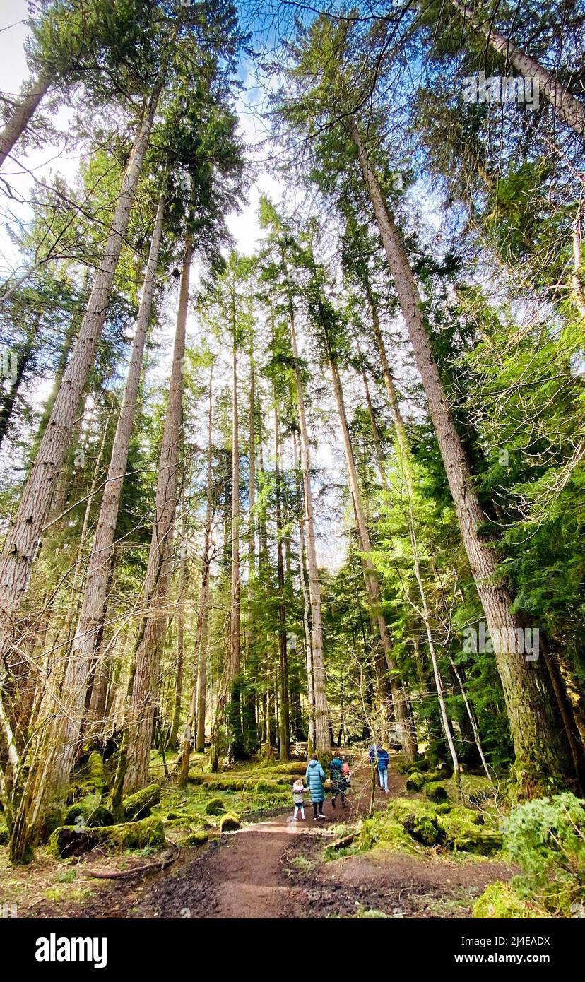 Reeling Walk Forestry commission scotland hi-res stock photography and images - Alamy