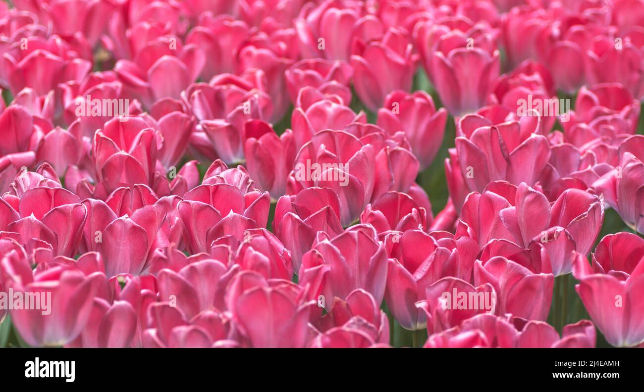 natural background in pink color tulip selective focus in banner format ...