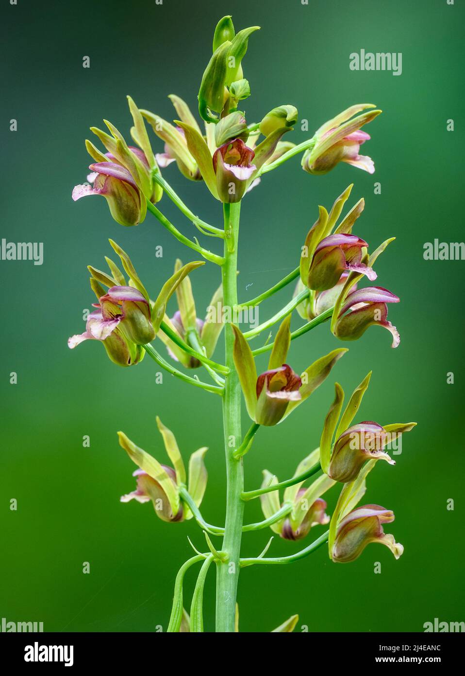 Flower cluster of Eulophia orchid. Colombia, South America. Stock Photo