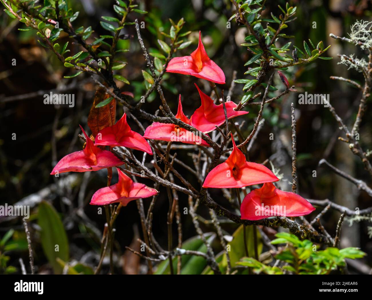 A cluster of red flowers of Masdevallia orchids in full bloom. Colombia, South America. Stock Photo