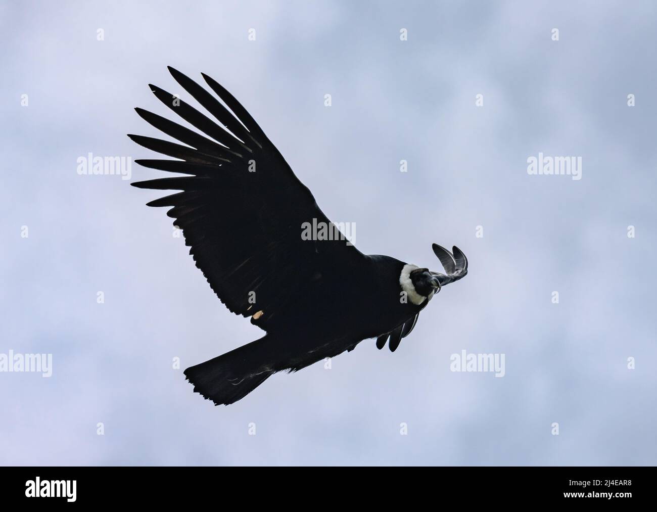 A majestic wild Andean Condor (Vultur gryphus) soaring in the sky(02)