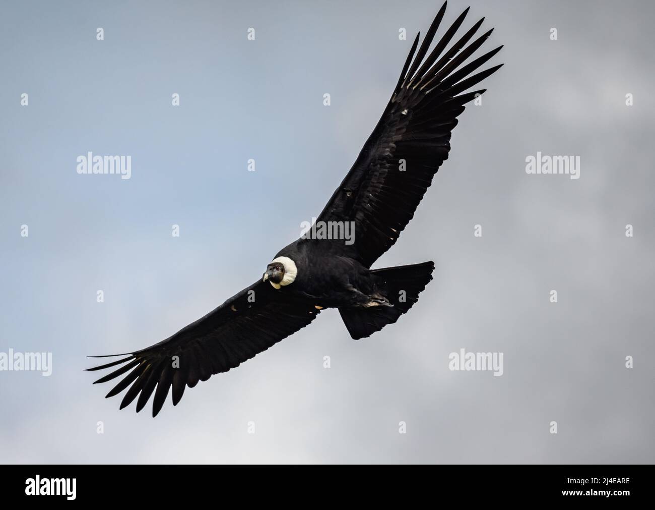 A majestic wild Andean Condor (Vultur gryphus) soaring in the sky(00)