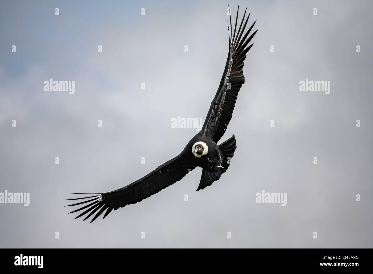 A majestic wild Andean Condor (Vultur gryphus) soaring in the sky(01)