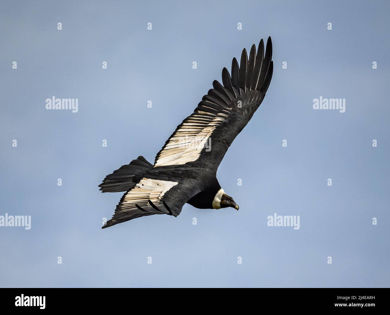 A majestic wild Andean Condor (Vultur gryphus) soaring in the sky. Colombia, South America. Stock Photo