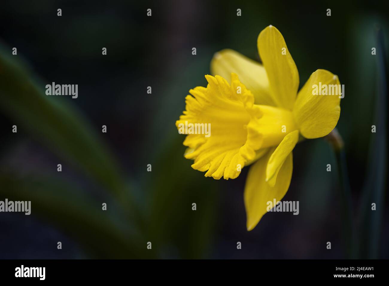 one daffodil on a dark background with leaves close up selective focus Stock Photo
