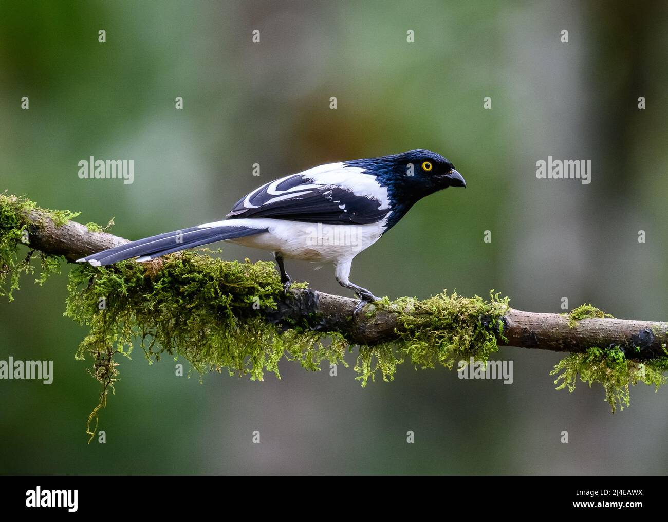 A Magpie Tanager (Cissopis leverianus) perched on a branch. Colombia, South America. Stock Photo