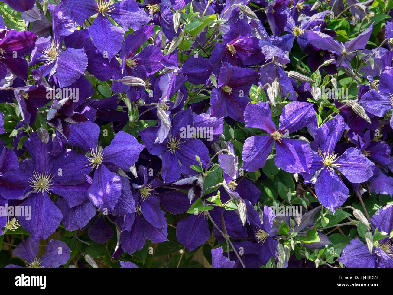 Full frame image of Beautiful deep purple flowering clematis. Jackmanii which has 4 petals Stock Photo